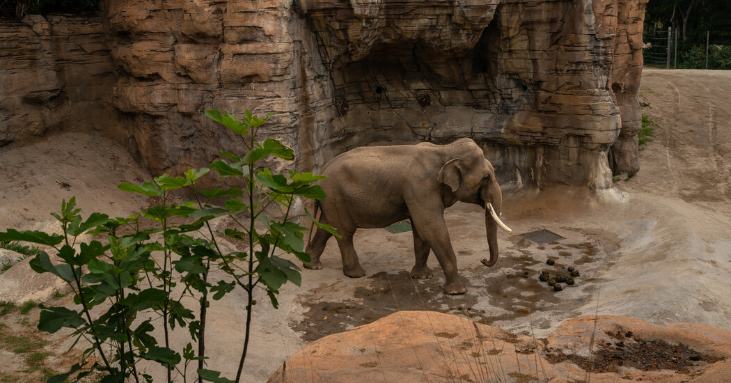 Cher Wants a Better Home for L.A.’s Elephants. Not Tulsa.